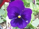 Pansy Bingo Blue/Blotch