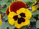 Pansy Matrix Red Wing