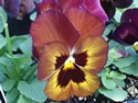 Pansy Dynamite Wine Flash