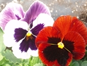 Pansy Delta Mix