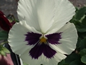 Pansy Bingo White/Blotch