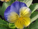 Pansy Ultima Morpho