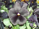 Pansy Atlas Black