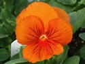 Pansy Whiskers Orange