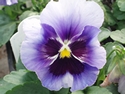 Pansy Bingo Light Blue/Blotch
