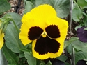 Pansy Bingo Yellow/Blotch