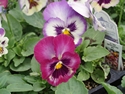 Pansy Ultima Impressions Mix