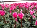 Cyclamen Latinia Rose Flame