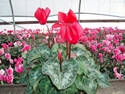 Cyclamen Latinia Red