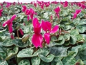 Cyclamen Latinia Purple