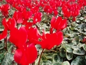 Cyclamen Latinia Red